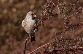carduelis_flammea_flammea_p.jpg